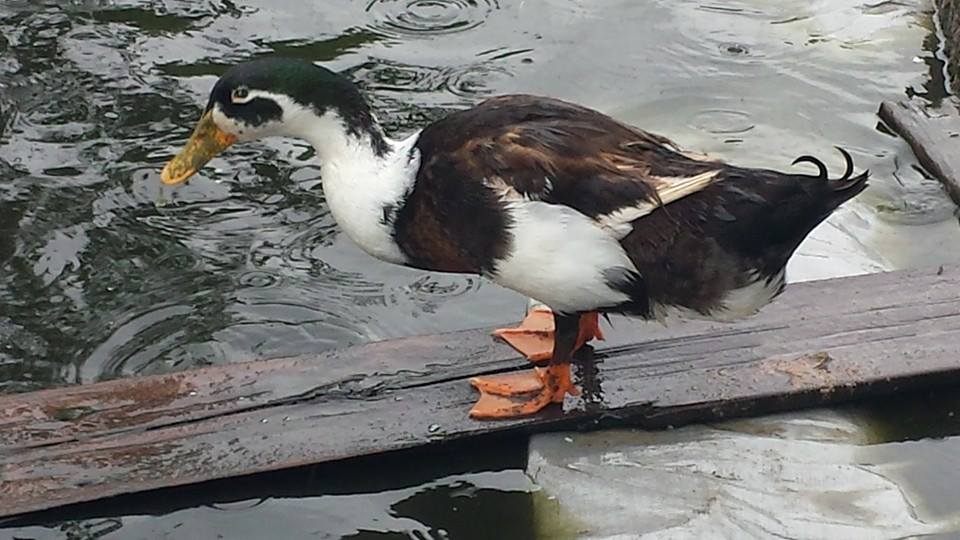 *
we were told this was.... a magpie duck?  if you know for sure feel free to tag the pics.