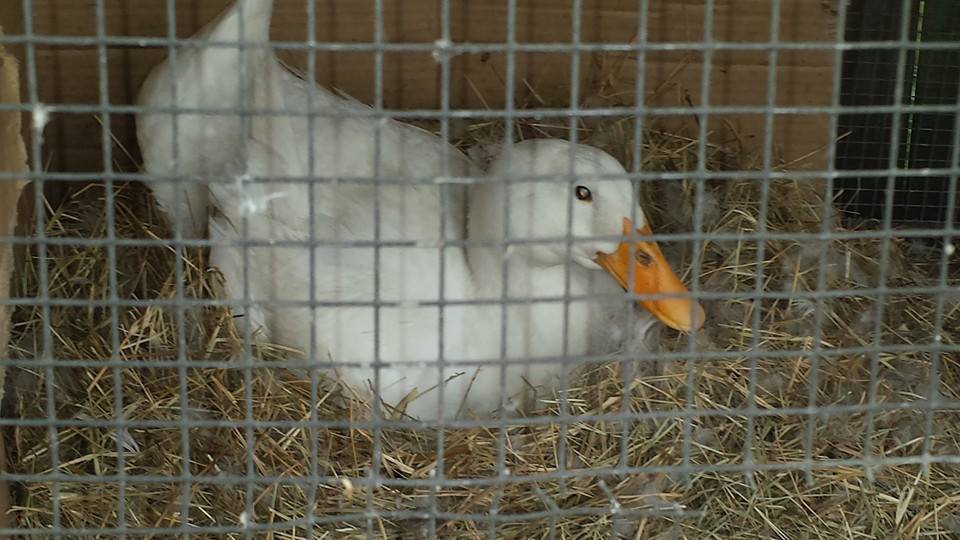 *we were told this was a...pekin duck? if you know for sure feel free to tag the pics.