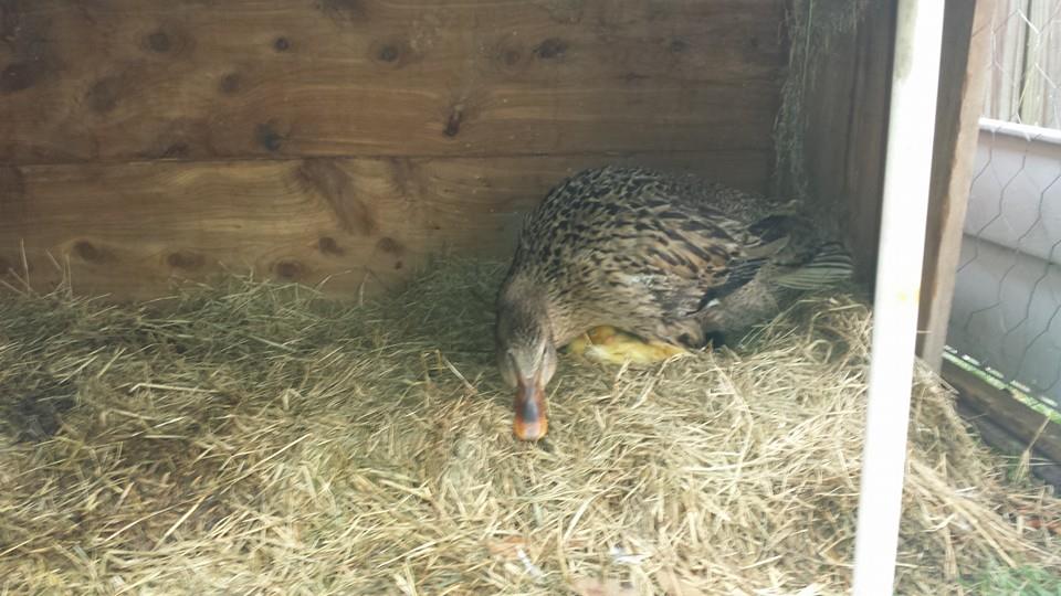 *we were told this was a....roven duck? if you know for sure feel free to tag the pics.