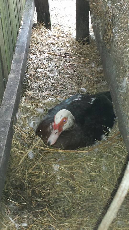 *
we were told this was...muscovy duck? if you know for sure feel free to tag the pics.