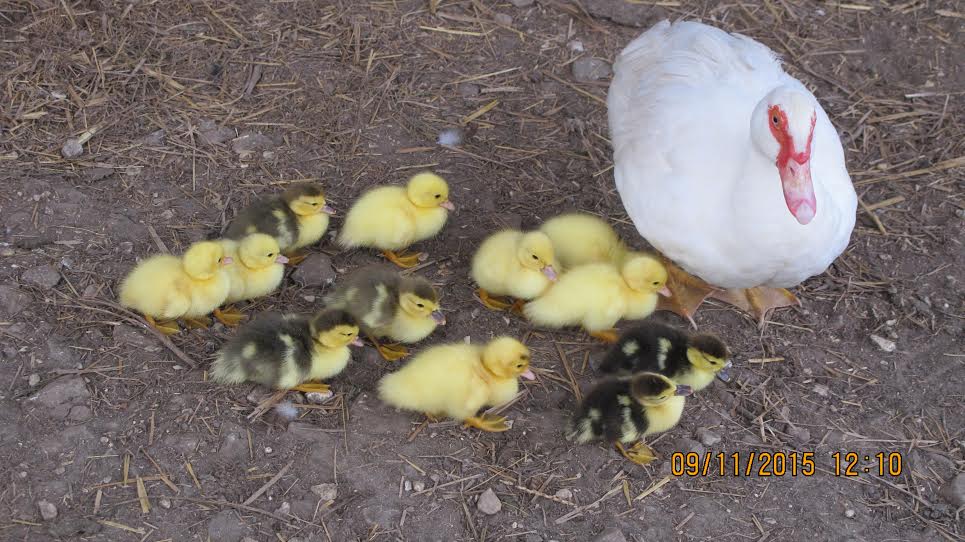 We were totally amazed, though learned here on the website that ducks developed much more quickly than chickens, to see mother and ducklings out in the middle of the field within just a few hours after hatching!