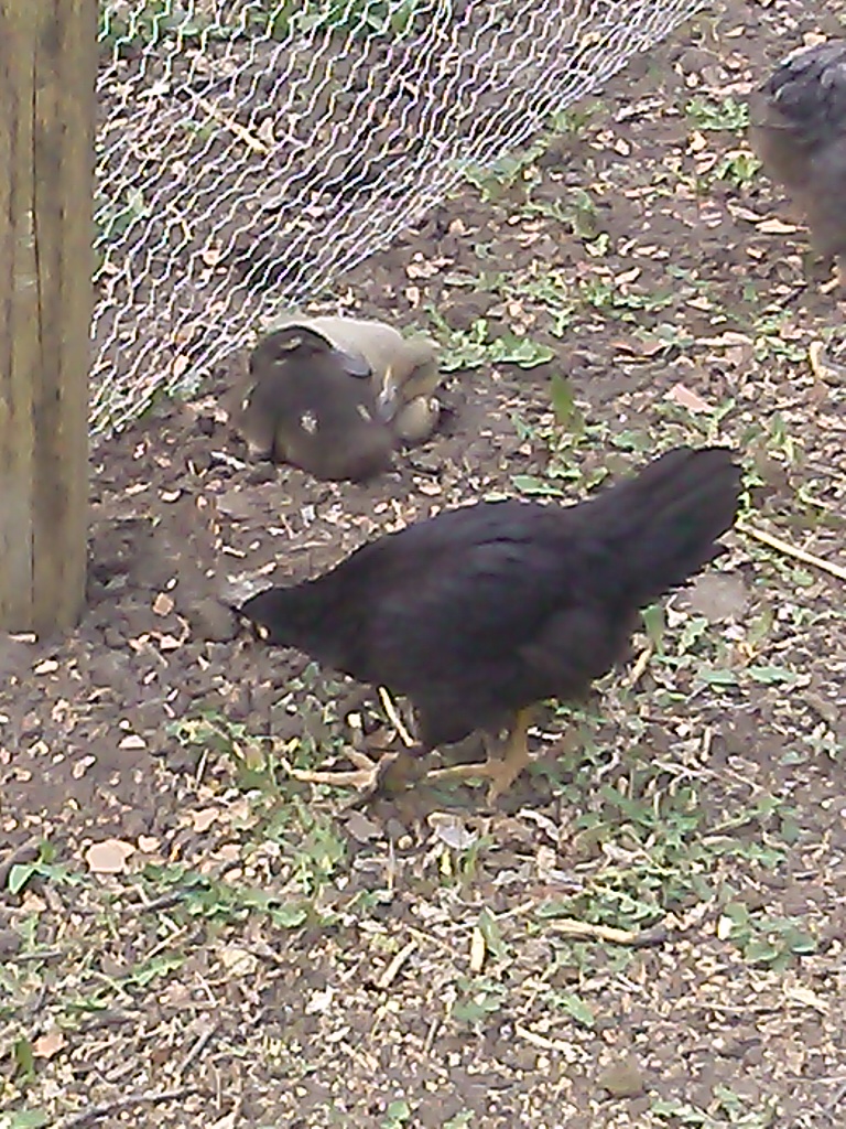 Webby, Tate and "Buzz"