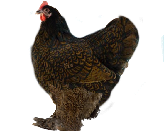 webstervelder chicken