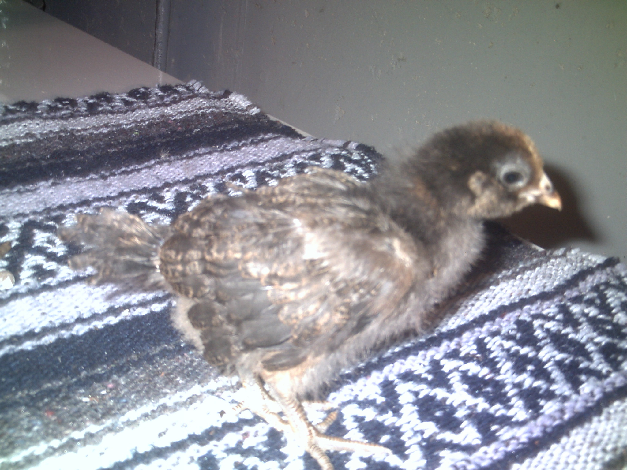 Weeble (1 month old)