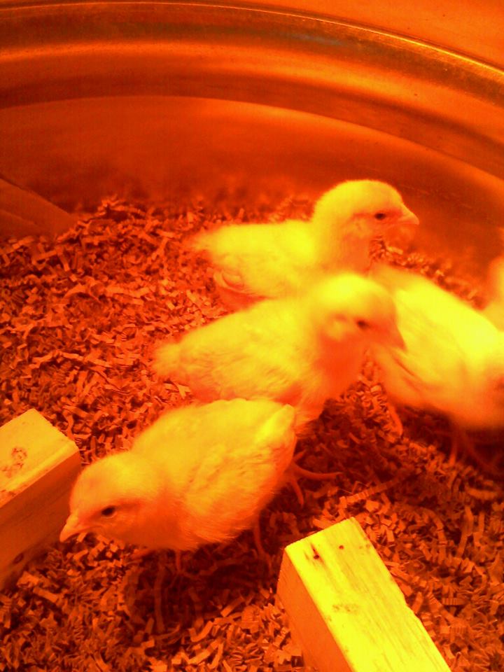 week 2...growing already!