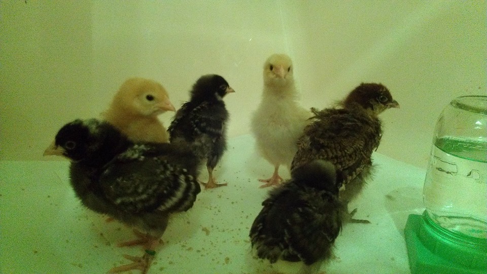 Week 2! That little Easter Egger was purchased after our Light Brahma passed away. She's the biggest of them all right now! Also, right there up front on the left is our little Dominique Roo.
