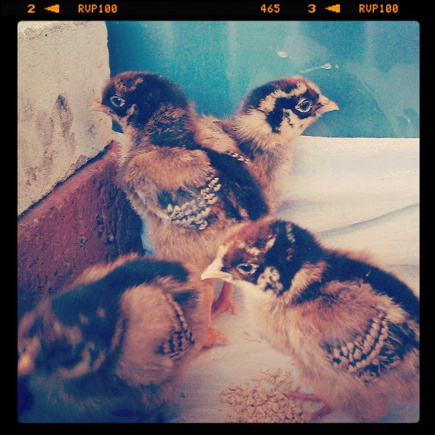 Week old Barnevelder chicks. 
The only 4 I could get my hands on so late in the season.