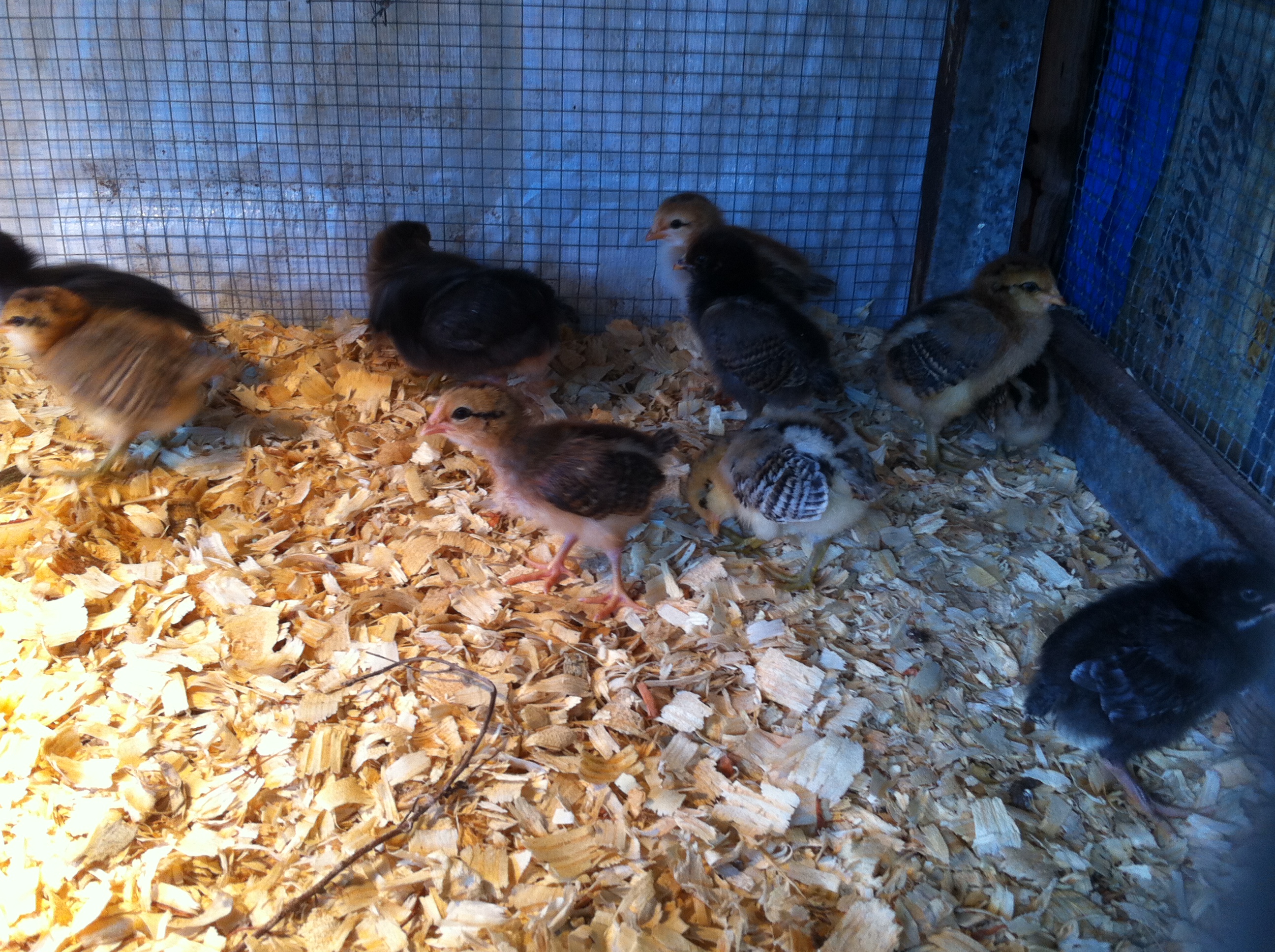 Week old chicks