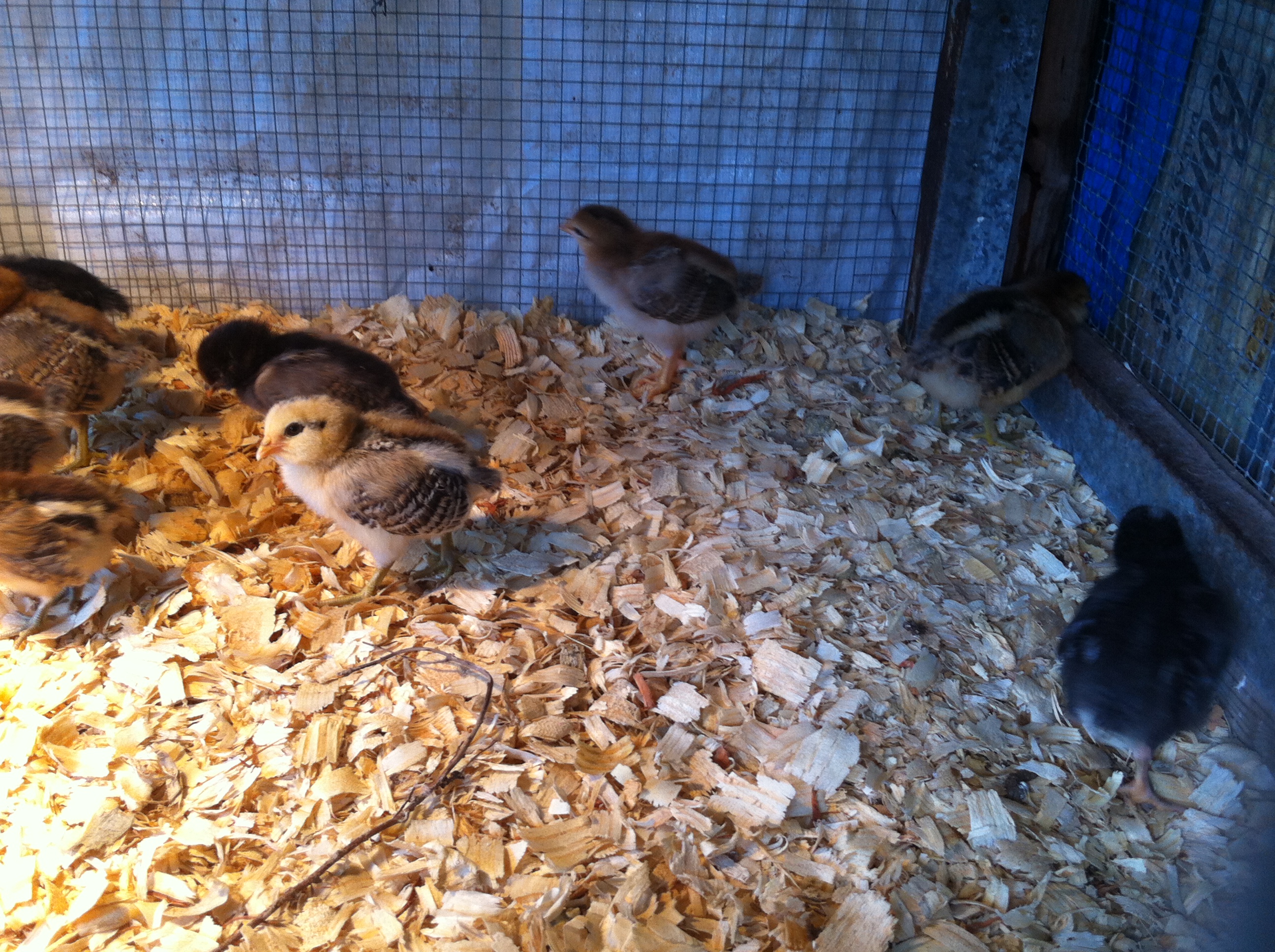 Week old chicks