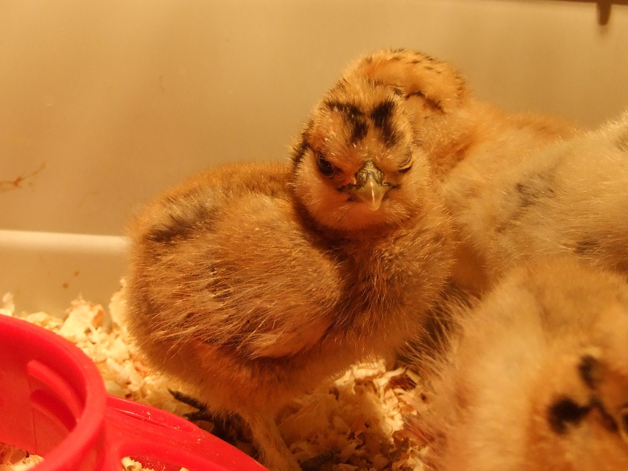 week old partridge