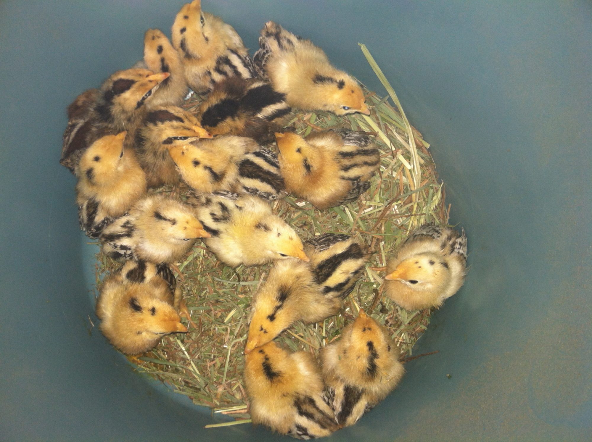 week old redcap chicks from Sandhill Preservation