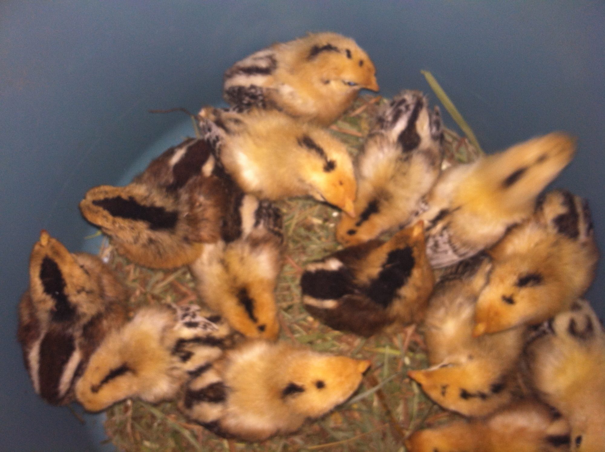 week old redcap chicks from Sandhill