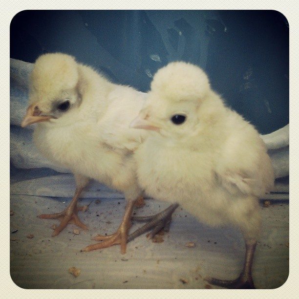 Week old silkies