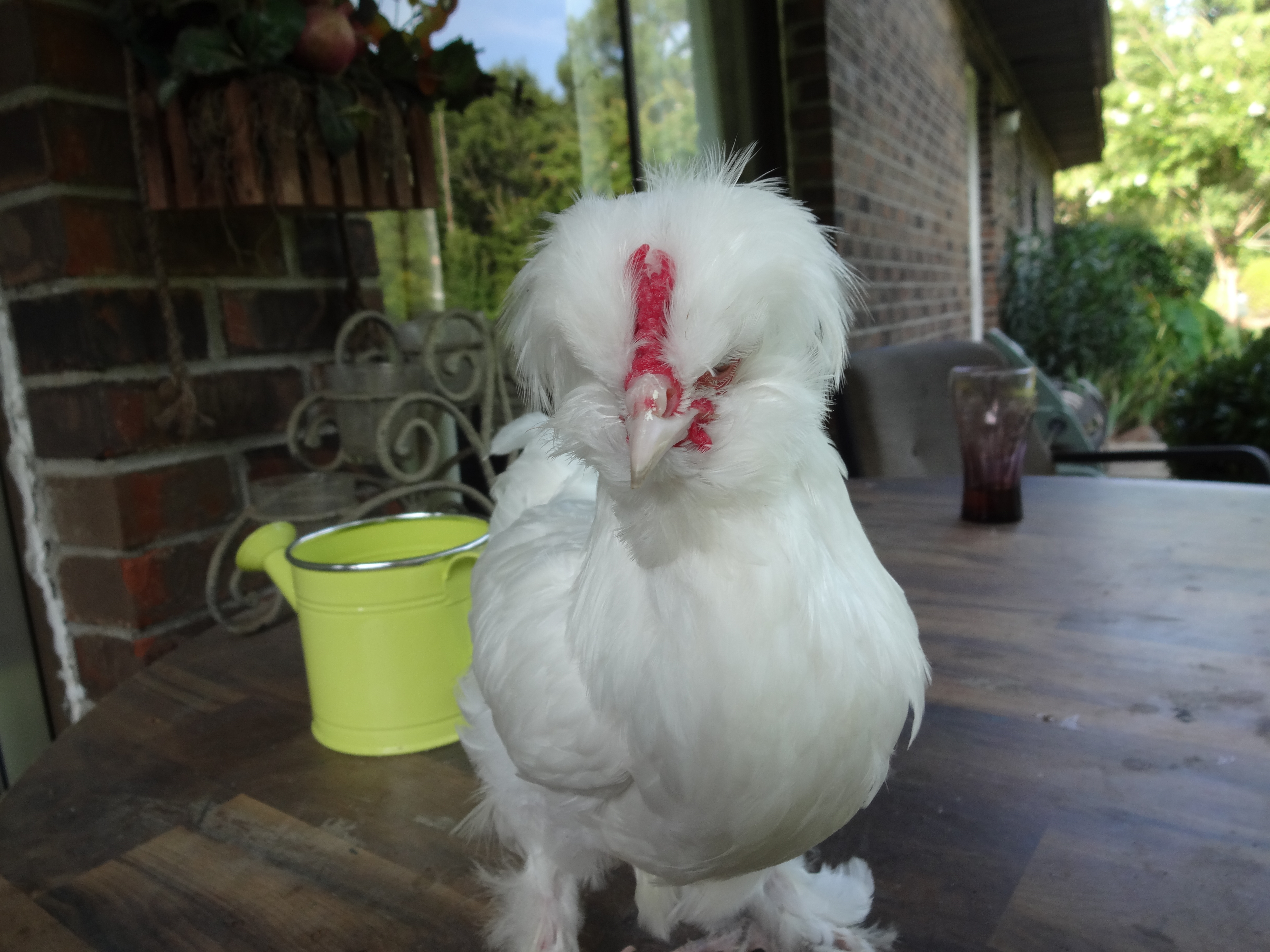 ^ week old Sultan Rooster