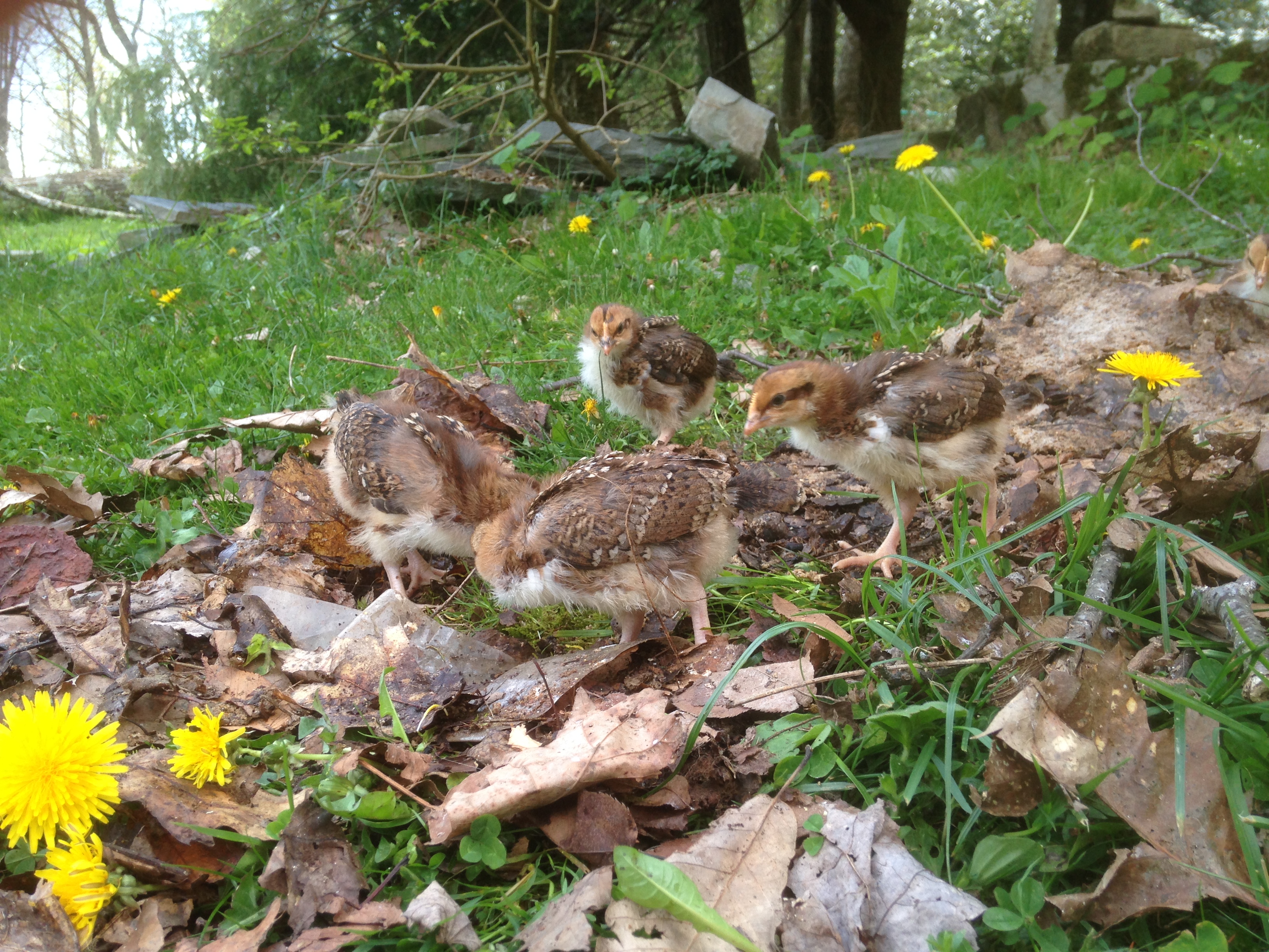 Week three of all 10 chicks- still have not lost any to the cold or to the neighborhood critters :) They have all their teenager feathers on their wings, shoulders, tail, and beginning to take over the chest and hind quarters.