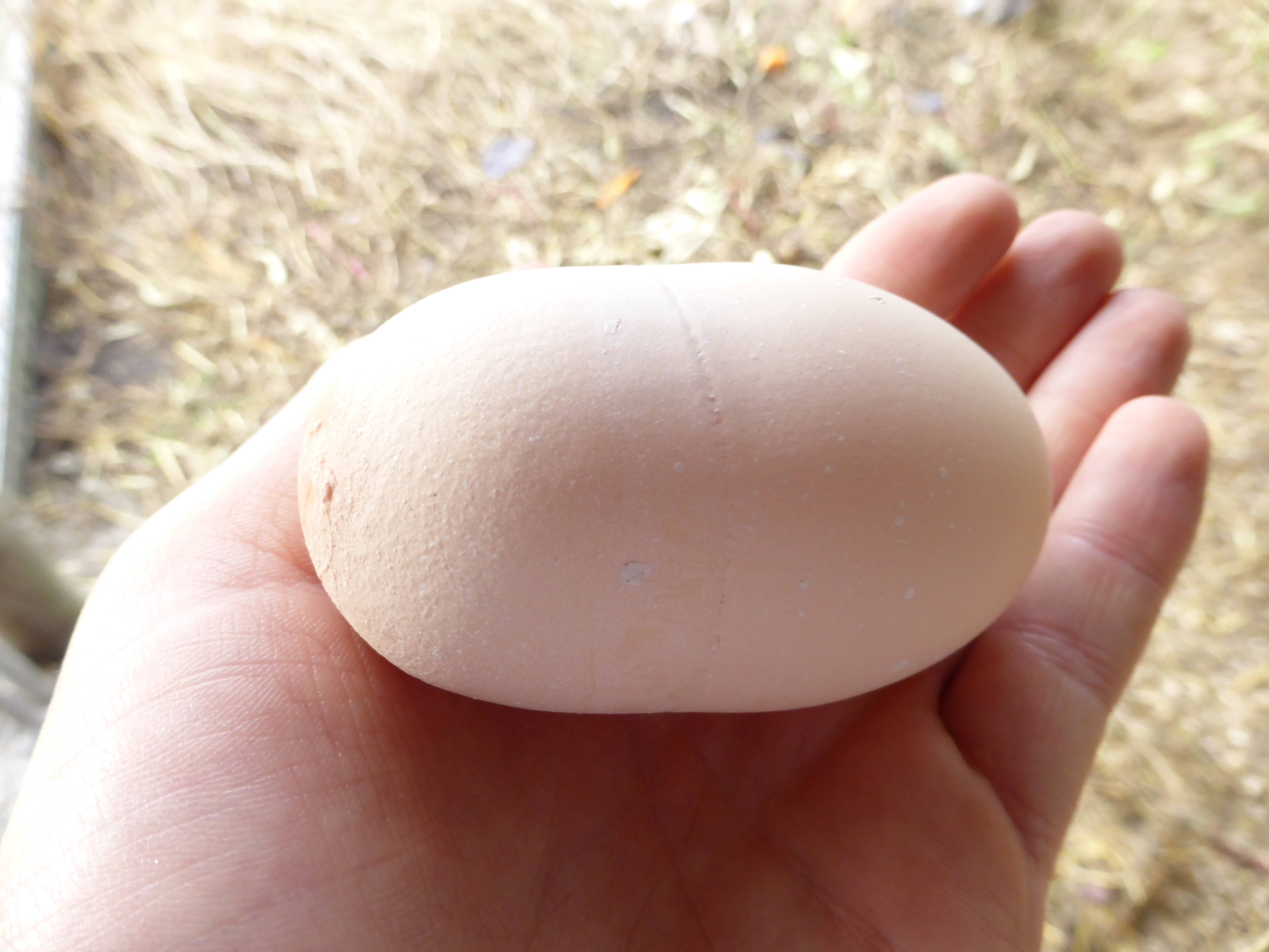 weird huge egg