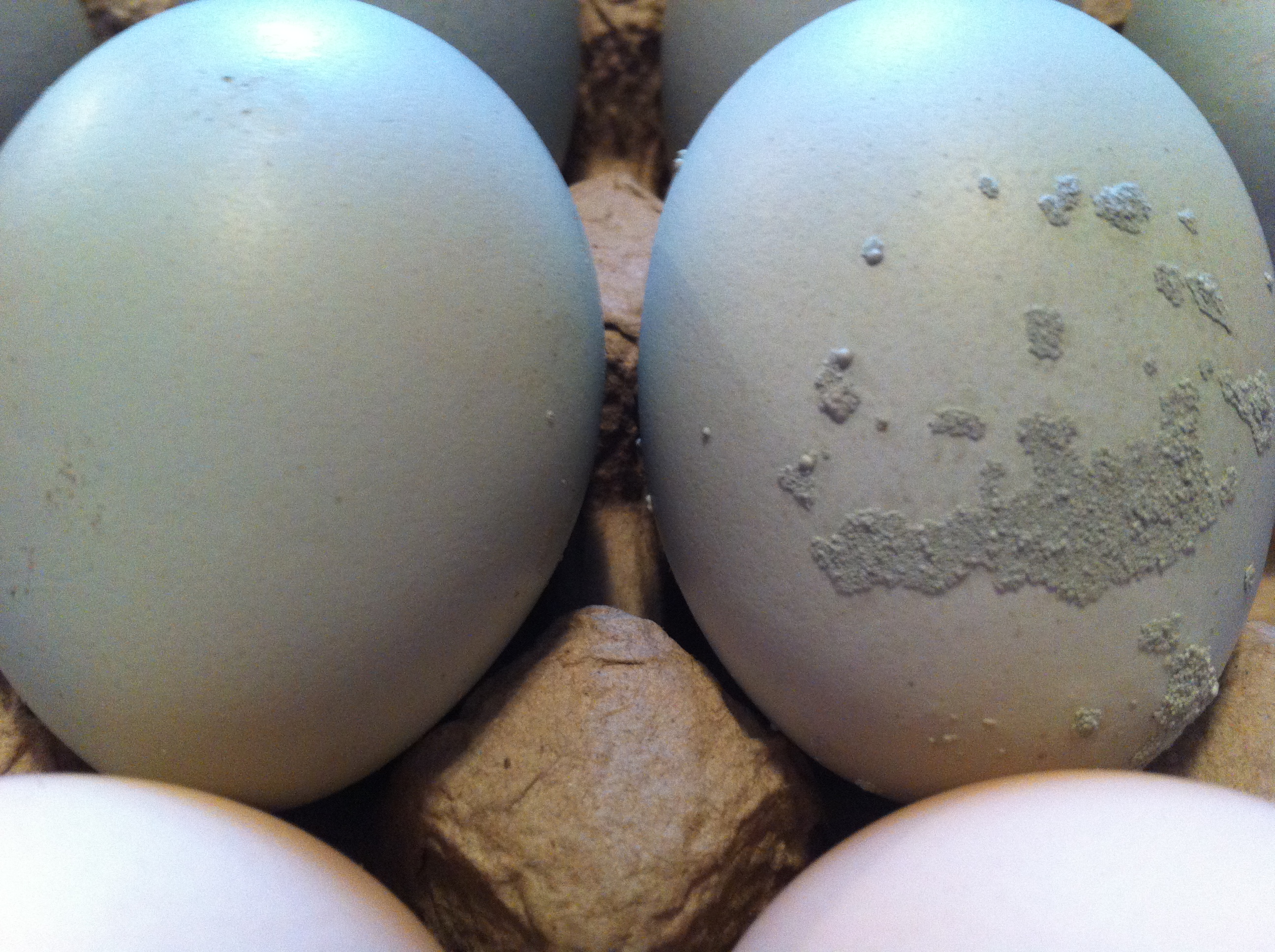 Weird speckles started appearing on one hens eggs.