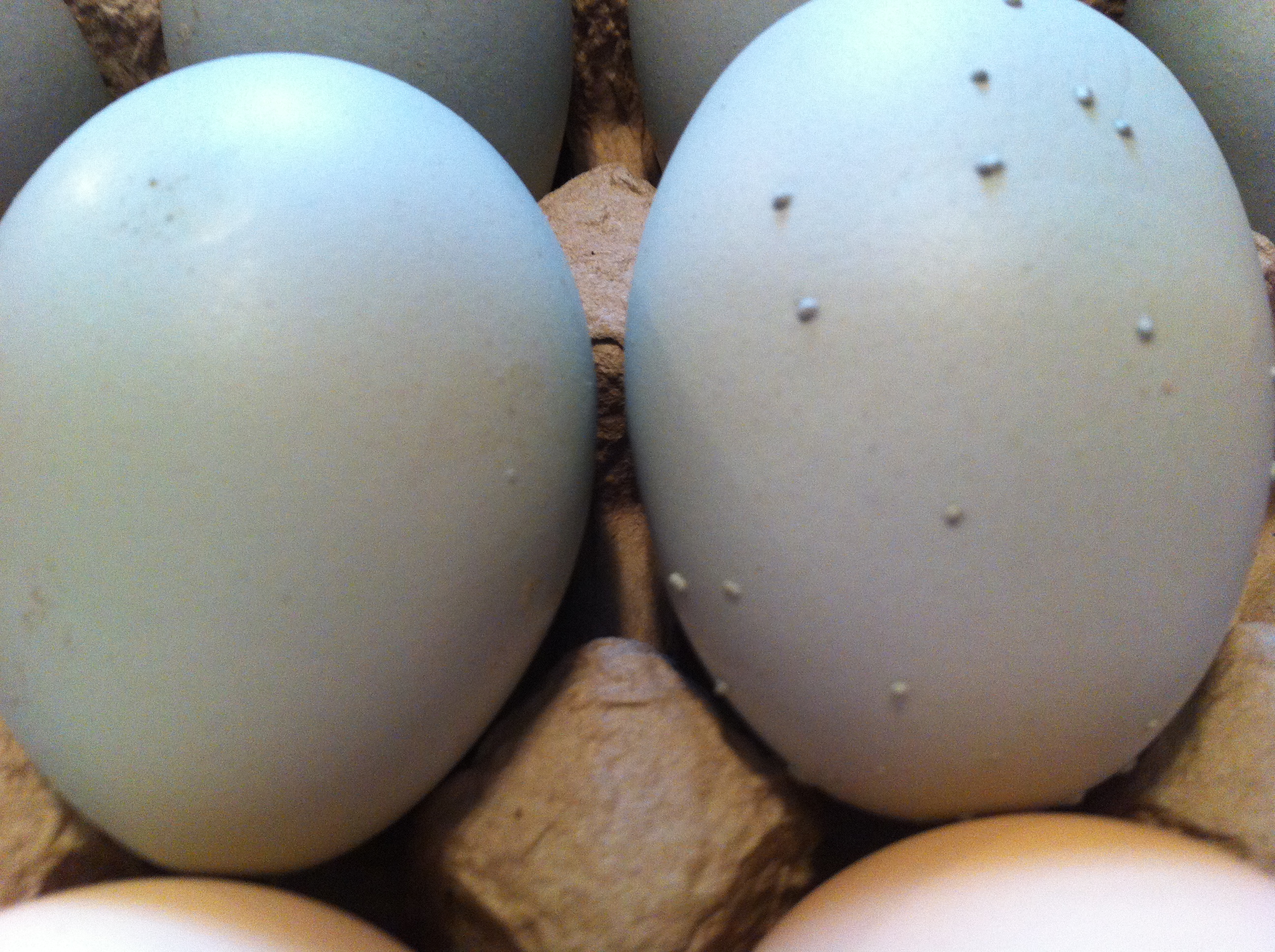 Weird speckles started appearing on one hens eggs.
