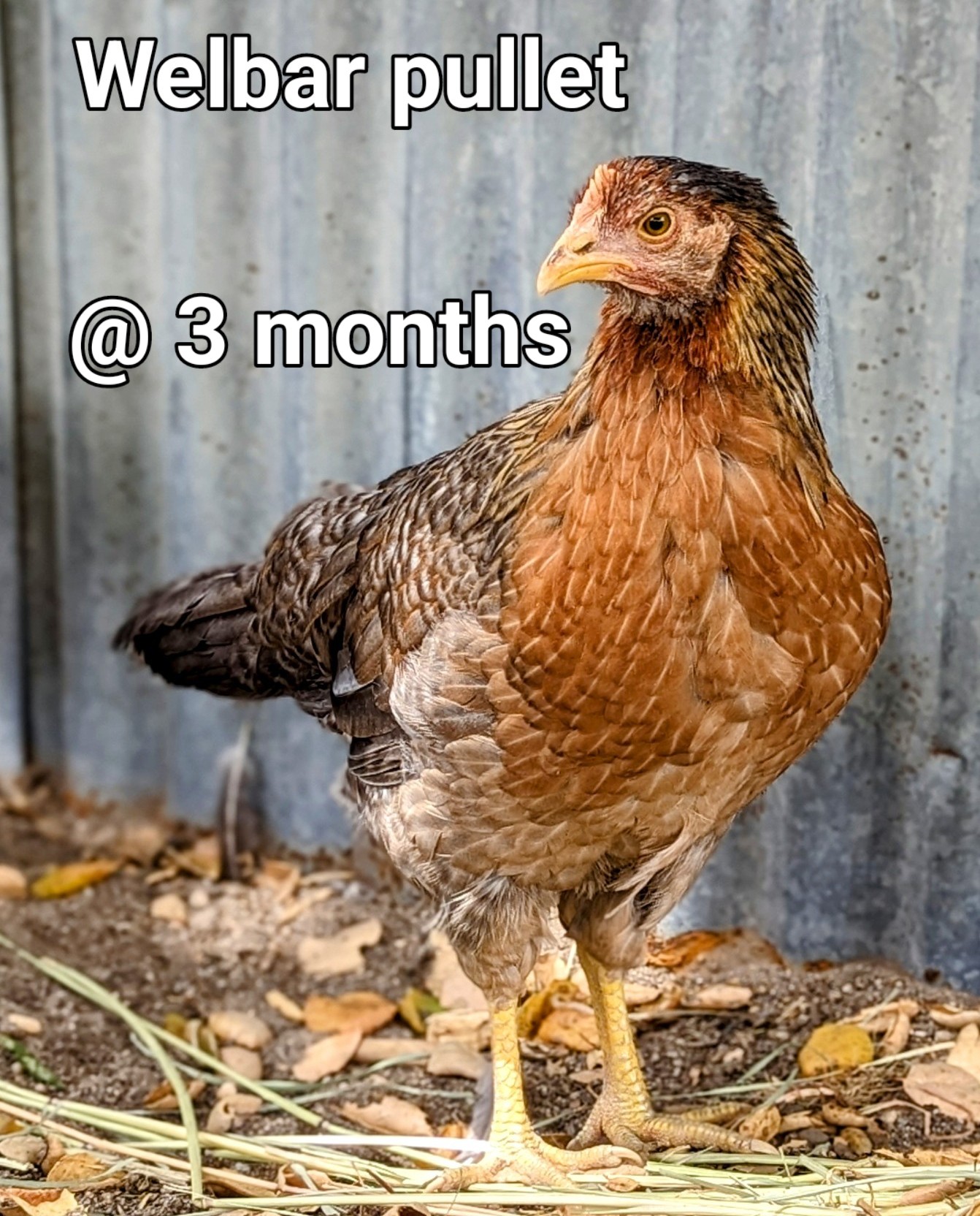 WelbarPullet.jpg