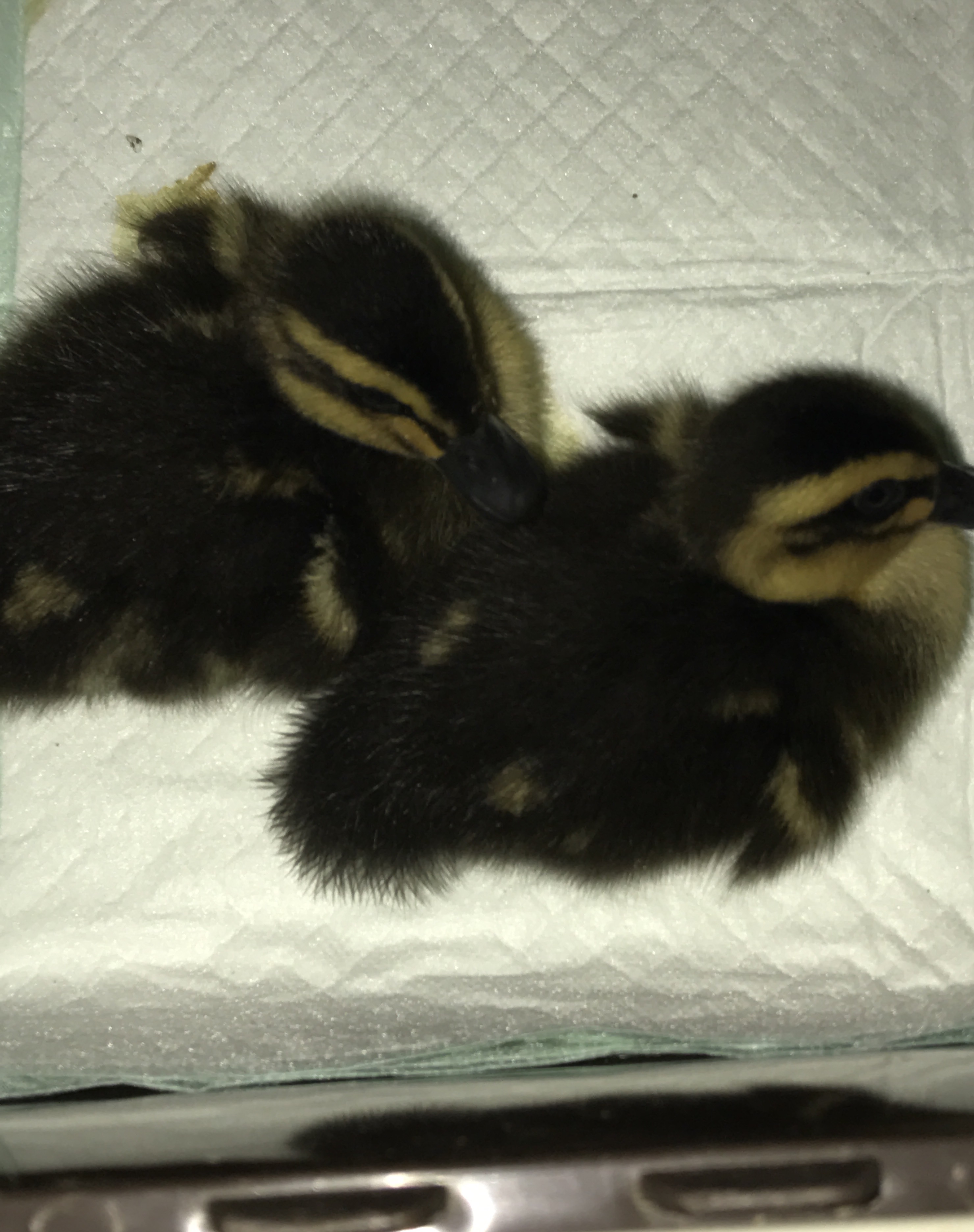 Welcome to Beowulf and Grendel our new Rouen ducklings