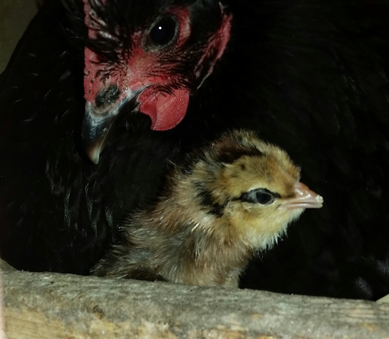 Welcome to the world little one.
