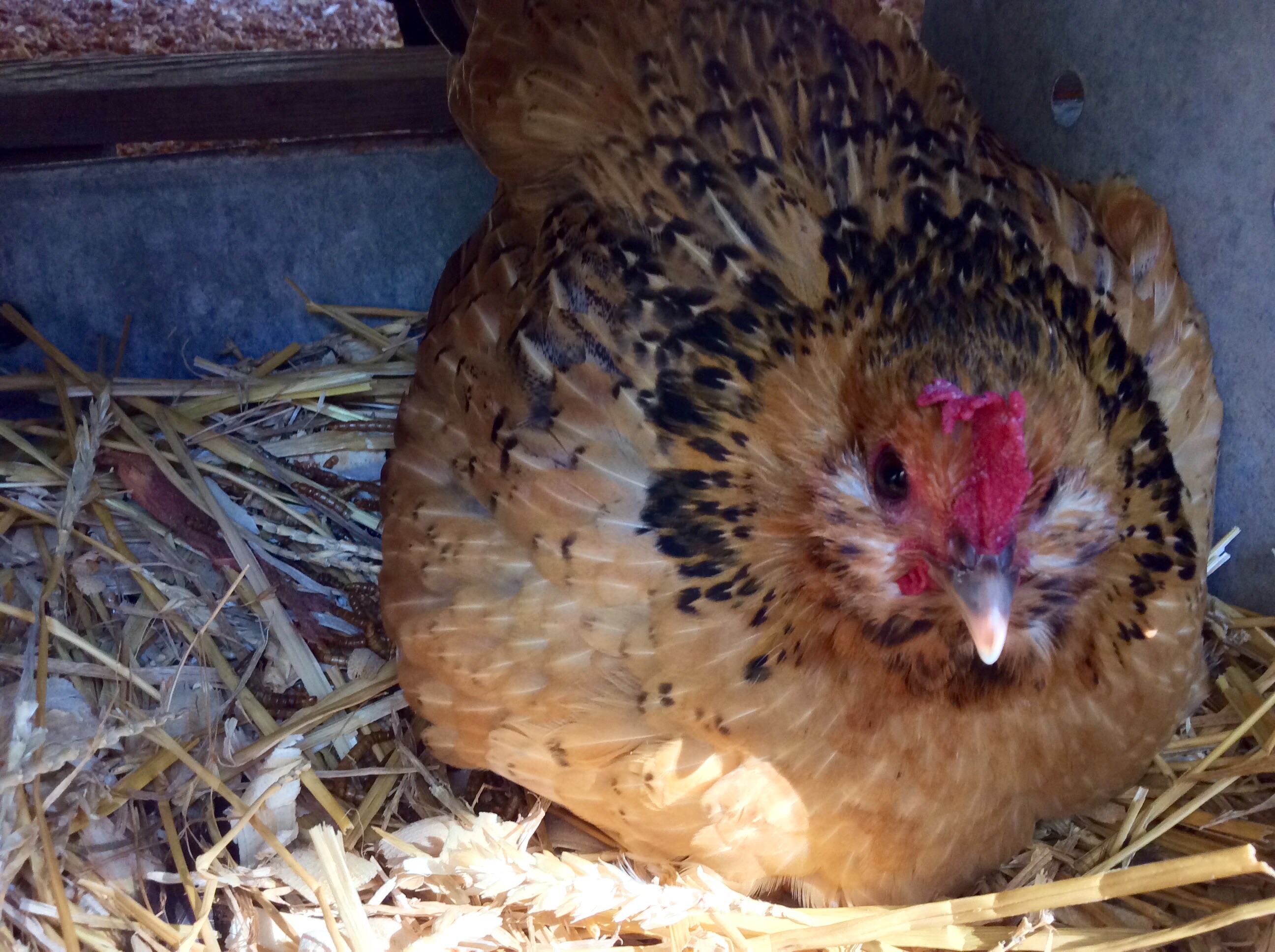 .......well...can I?