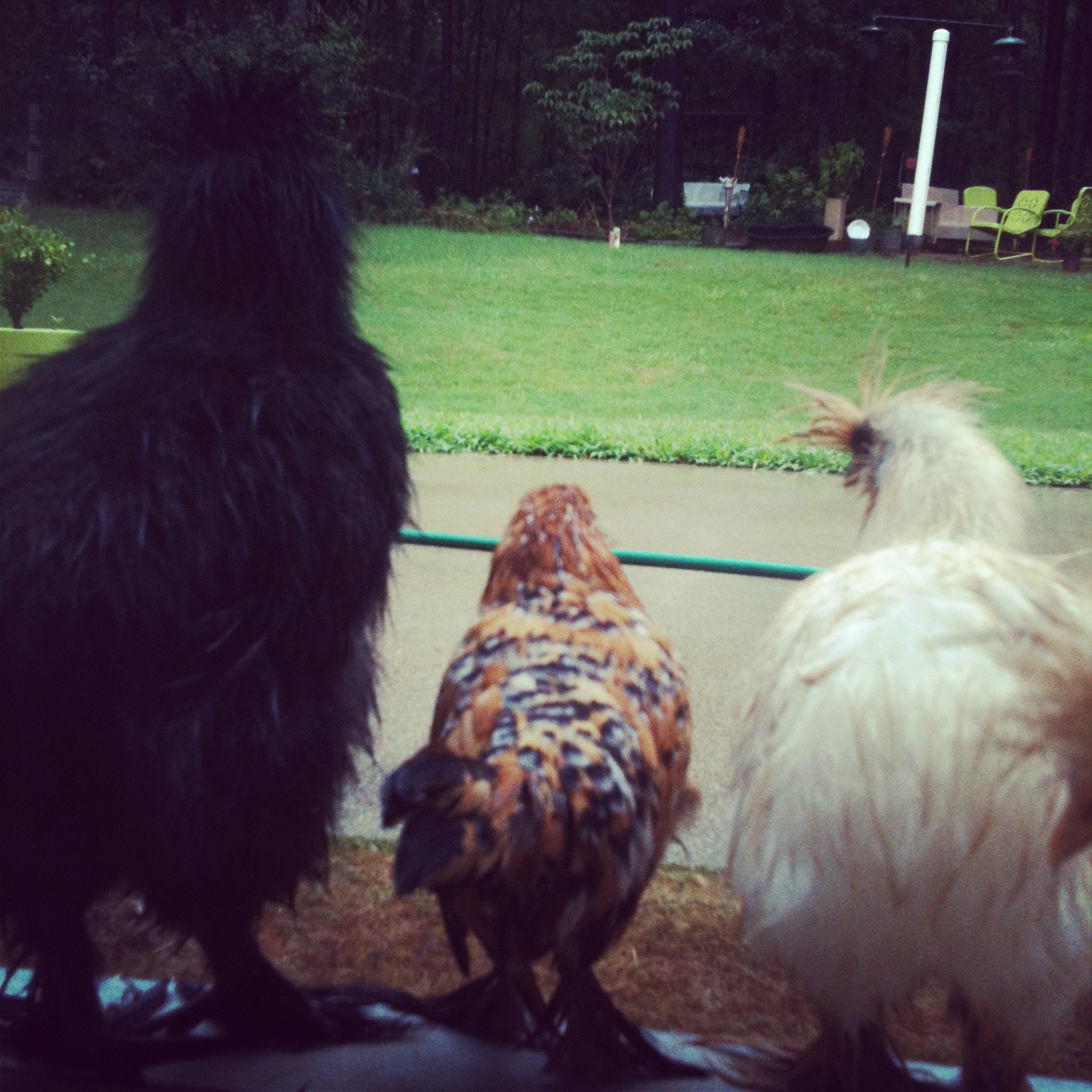 Well...do you think the rain has stopped and it's safe to go outside again?