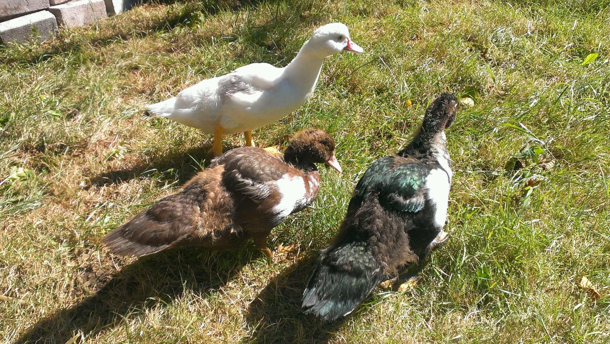 Well having just 2 wasn't enough we went and visited a farm today and came home with a 3rd little lady!