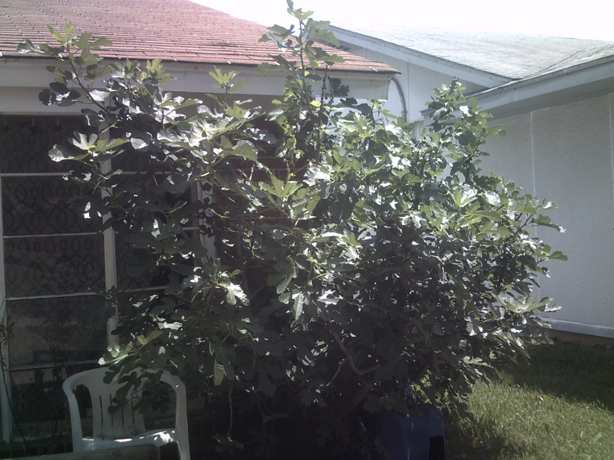 well here's some good news for the day my fig tree has come back and has several hundred figs on it