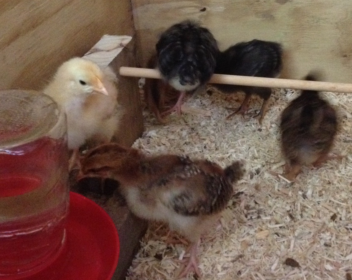 Well, Matilda the PR found out what the roost is for