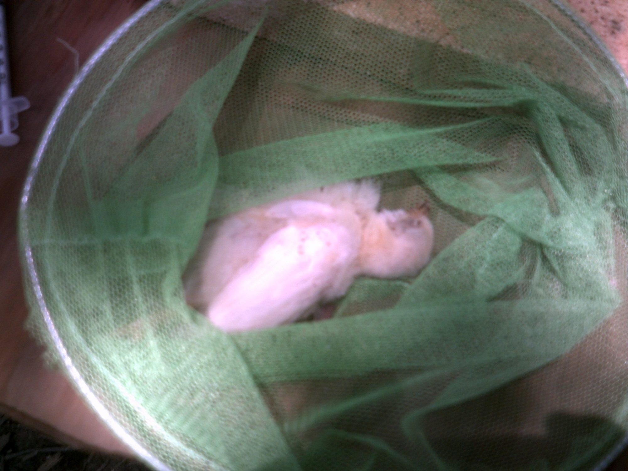 well needle nose one of the 7 chicks i got from the teacher in dallas has died i hope of his beak deformity and not a disease of some kind.