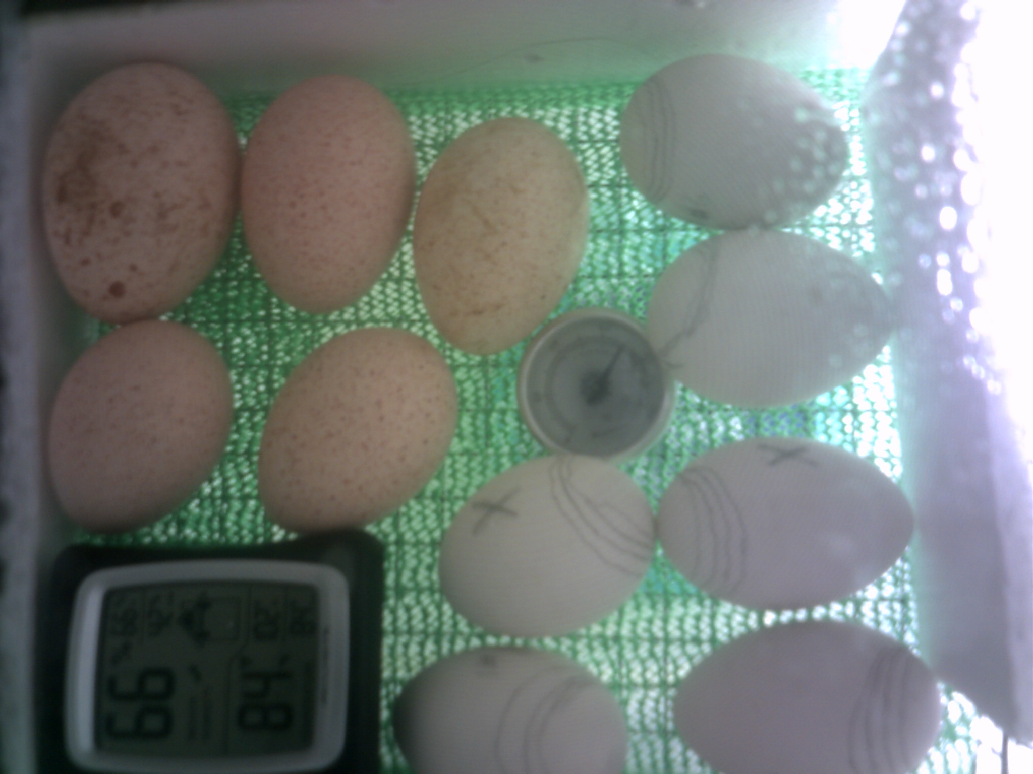 well the bator is full today i just put the Narragansett turkey eggs in with my duck eggs i hope the turkey eggs will be ok because the anacona duck eggs as of today are on lock-down.