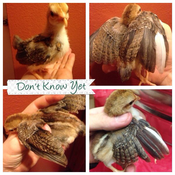 Well this one I am not sure about at all. There was two of these at my work when I bought this one. I thought these looked like game birds and picked this one because of the one white feather. Probably just a mutation or fault but still pretty cool looking. This one was with the mixed bantams.

Feel free to comment if you know what this one is.