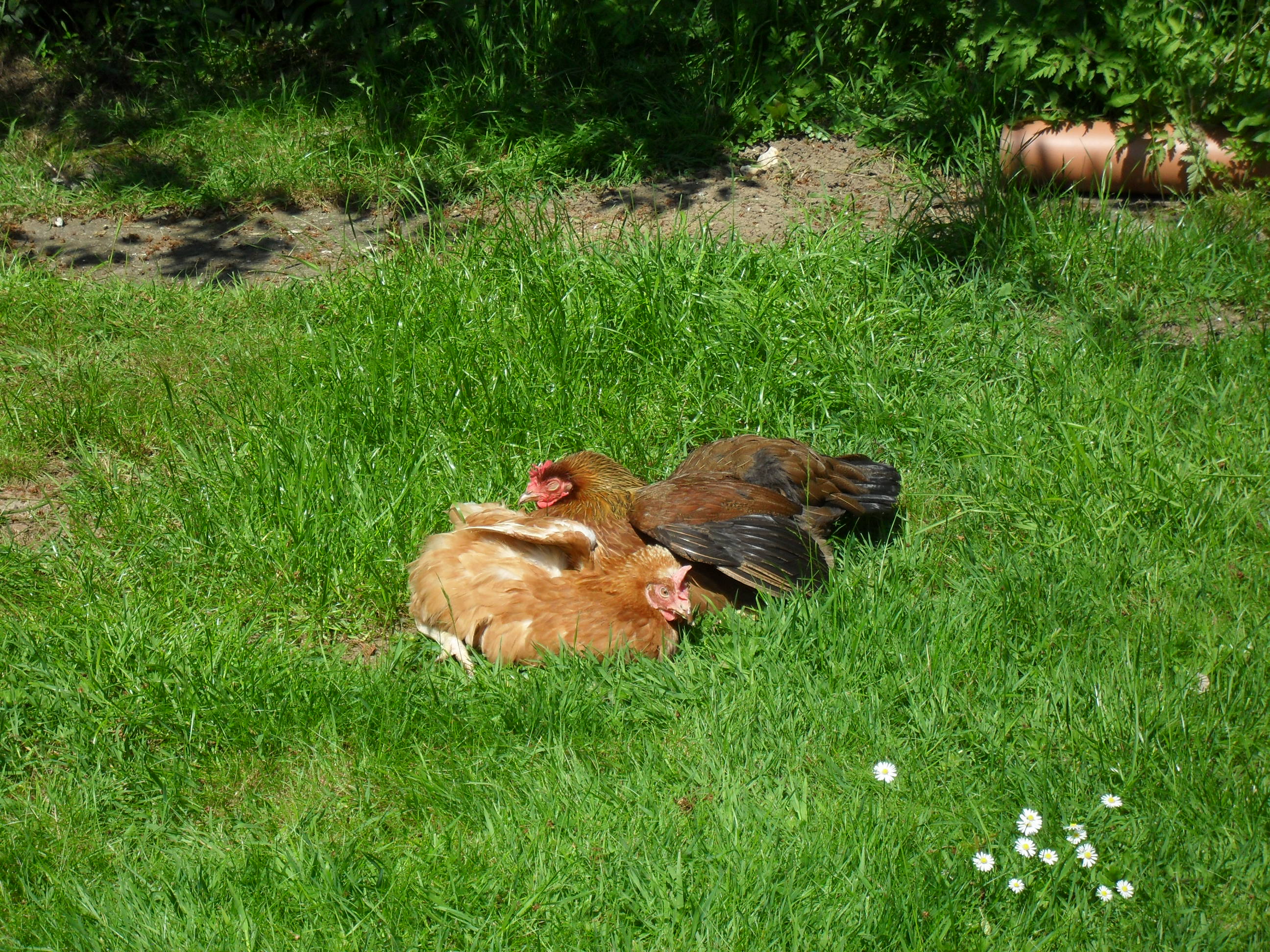 Wellie and mellon sunbathing