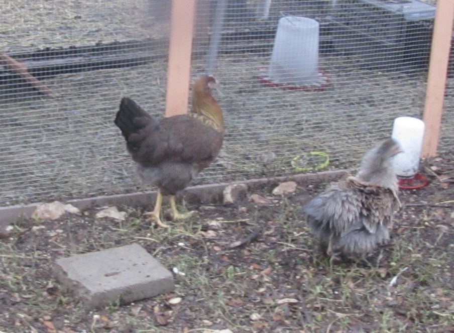 wellie pullet and friend - 4 months approx