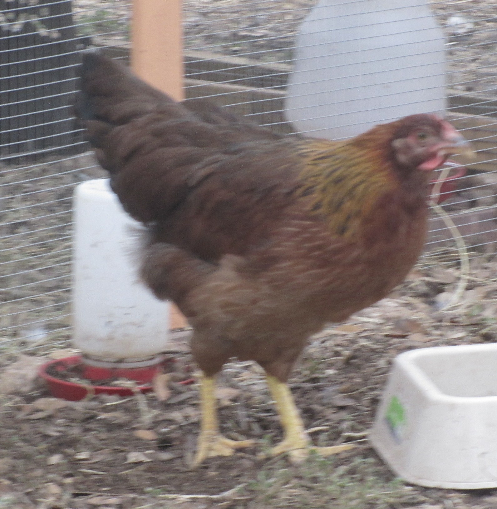 wellie pullet approx 4 months