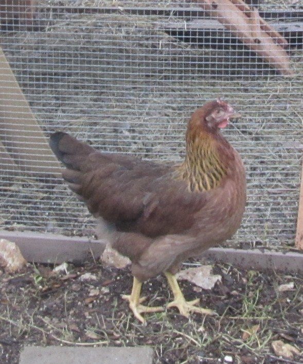 Wellie Pullet - approximately 4 months old