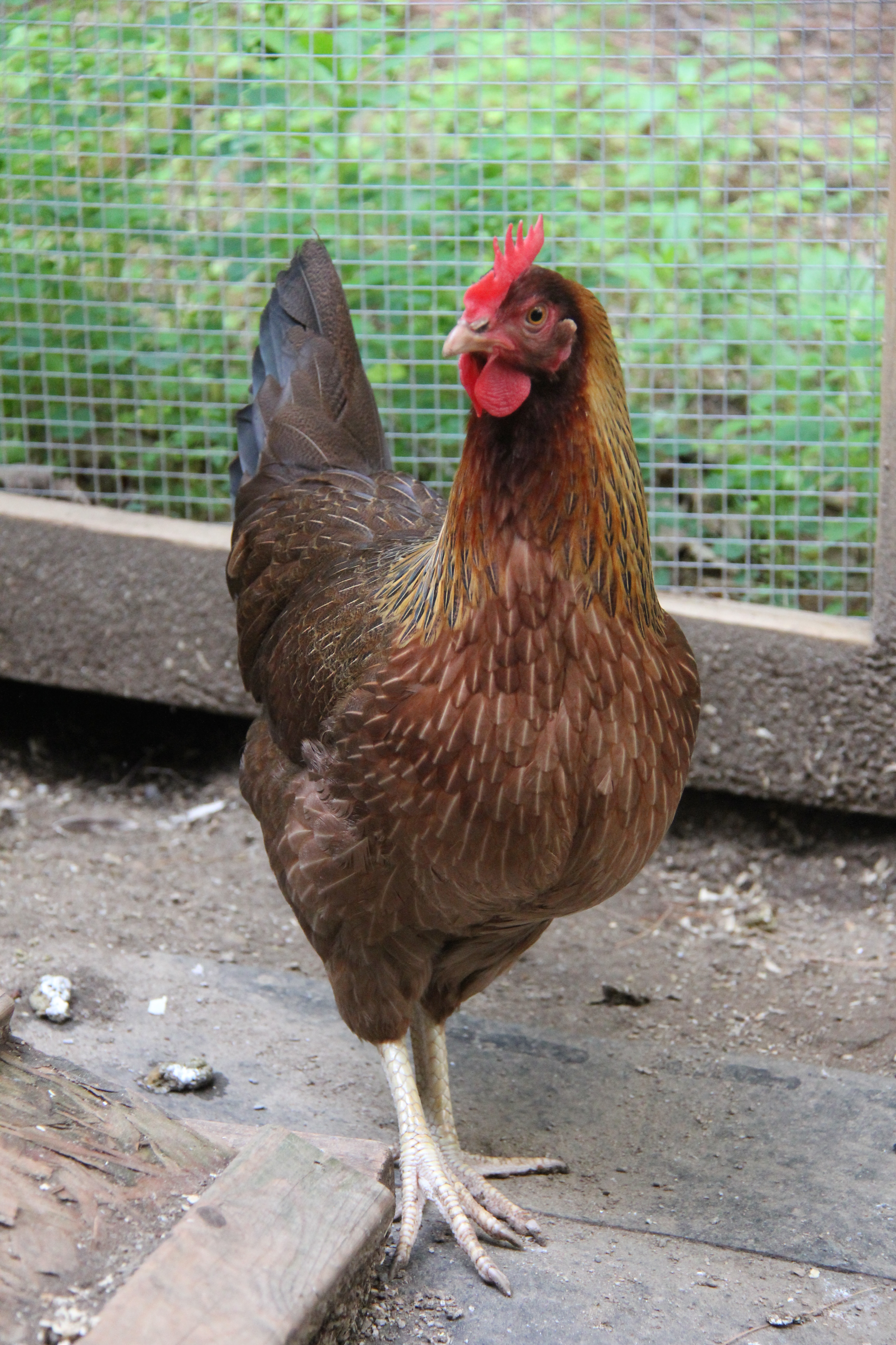 Wellsummer Hen