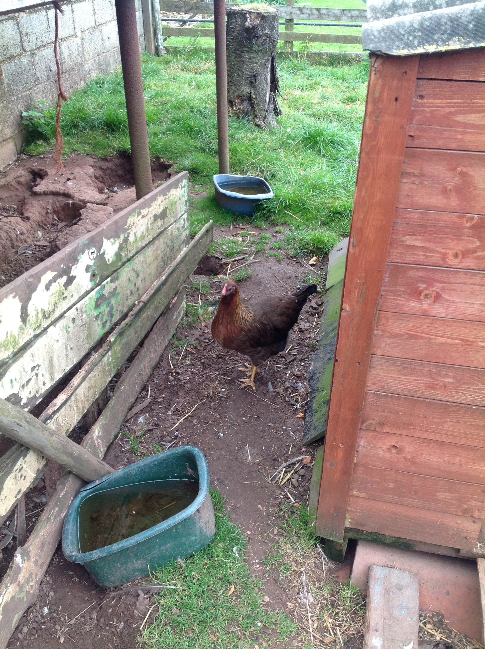 welly 18 weeks old fully feathered and really healthy
