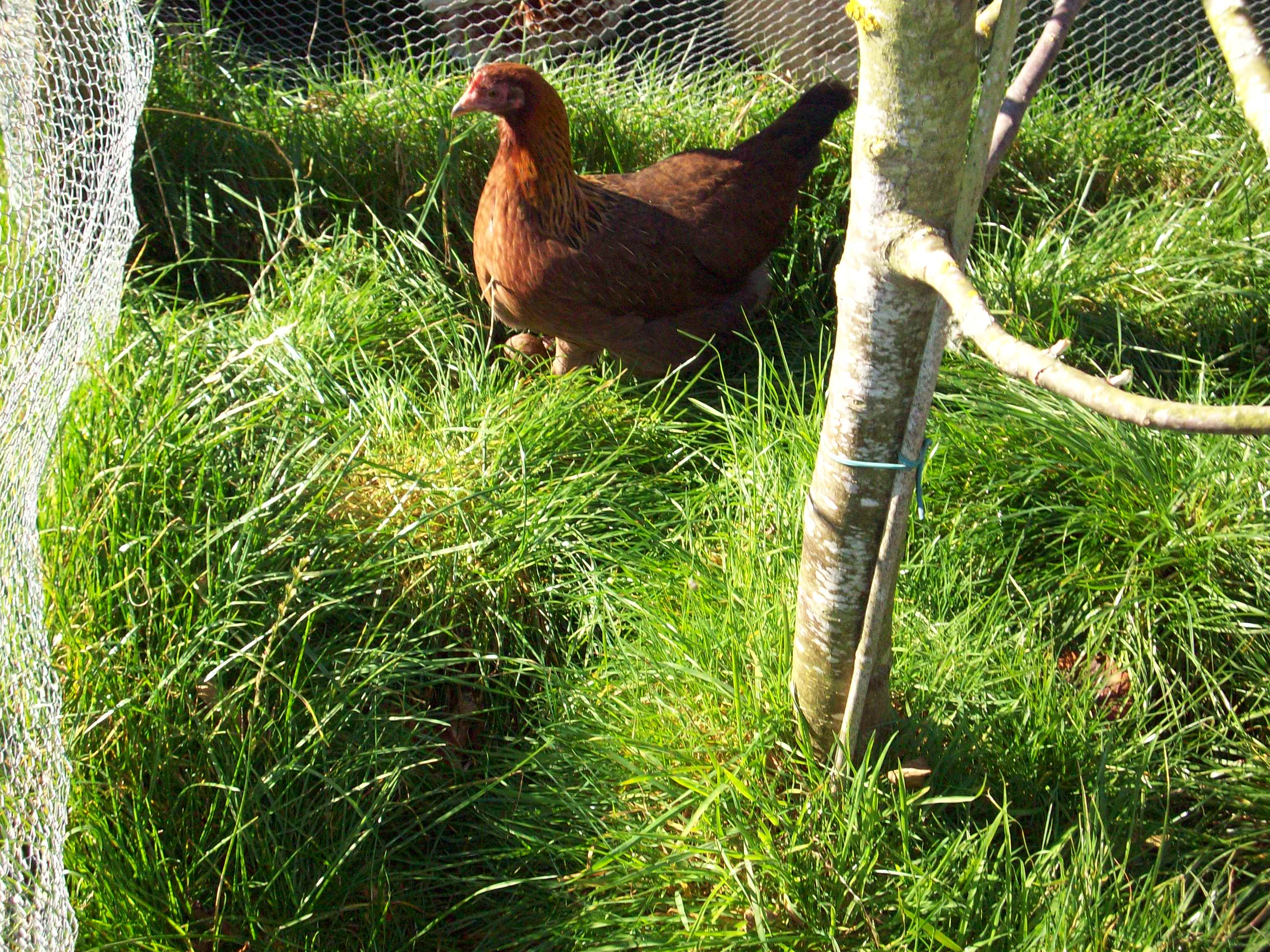 welly at 21 weeks old. almost ready to lay