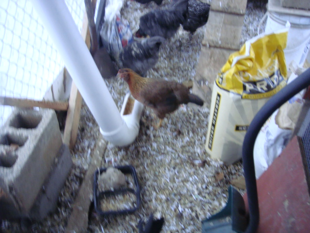Welly pullet using feeder ( design found in BYC Site)