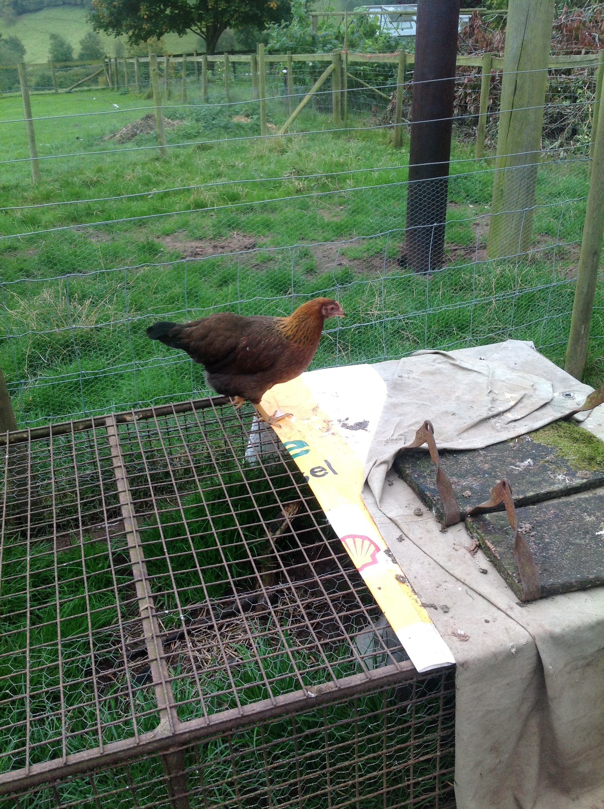 welly
