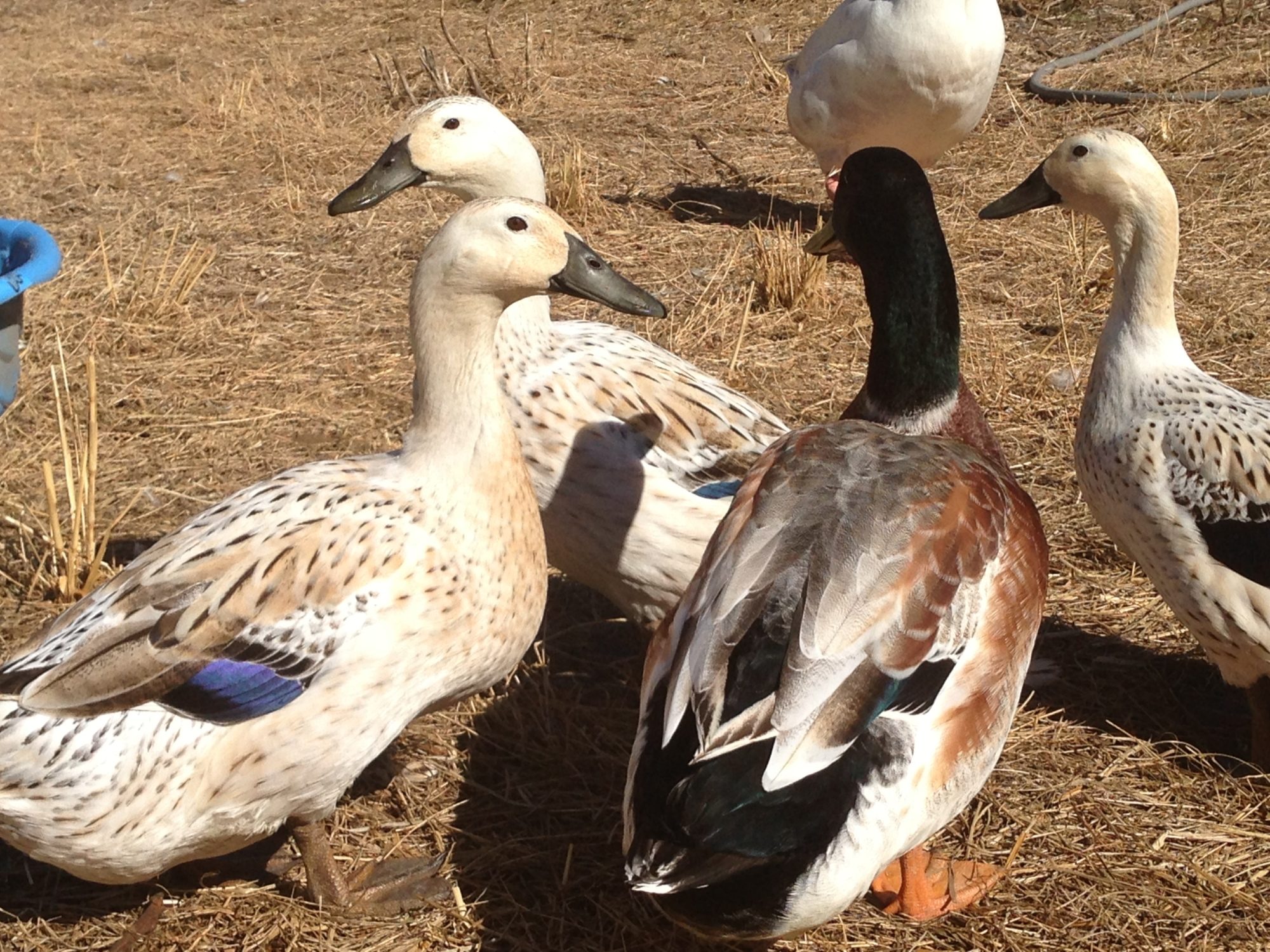 Welsh Harlequin ducks and drake