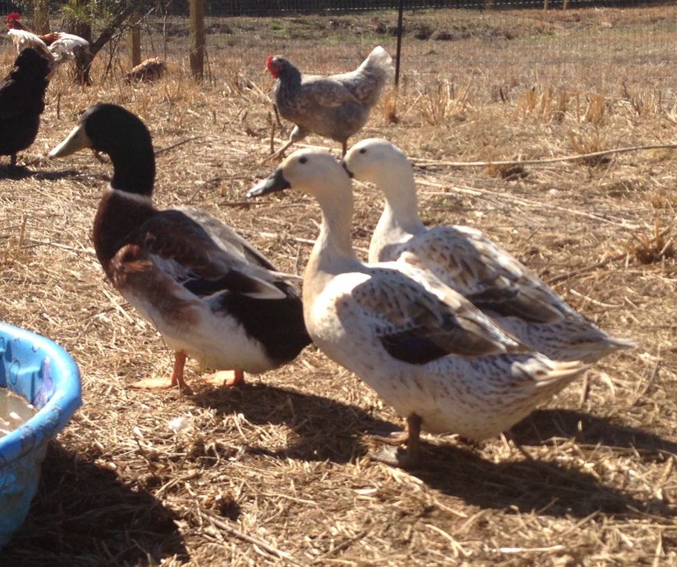 Welsh Harlequin ducks and drake