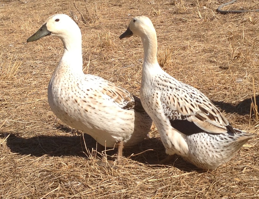 Welsh Harlequin ducks