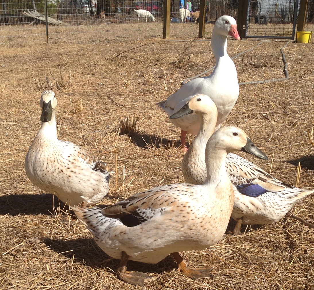 Welsh Harlequin ducks