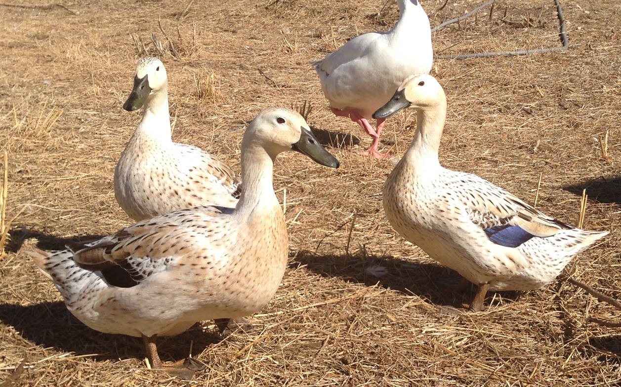 Welsh Harlequin Girls