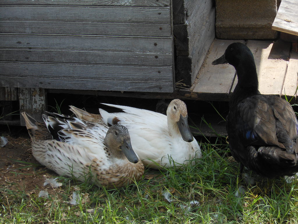 Welshies and Nyla the cayuga