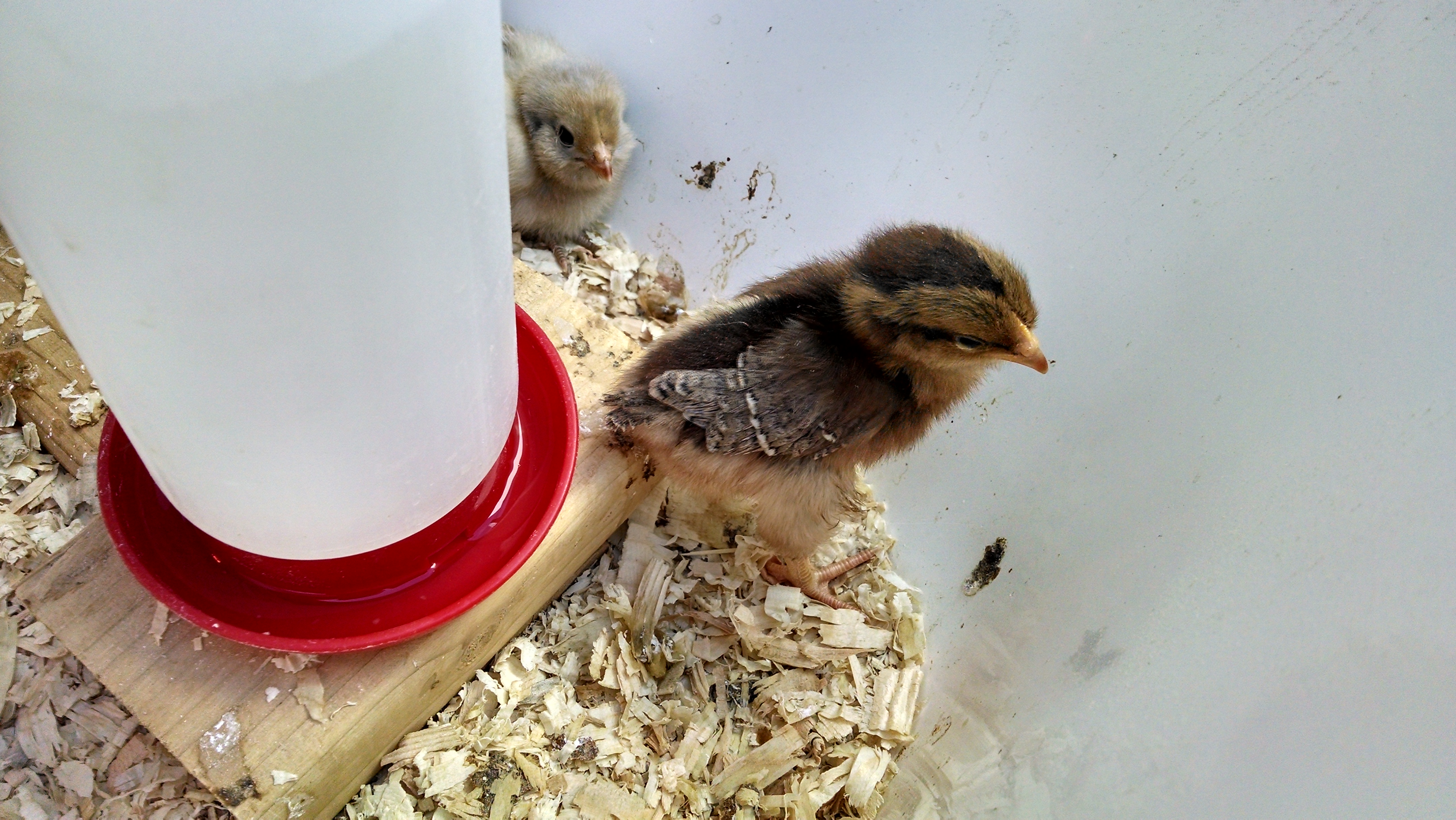 Welsumer w/ an Easter Egger photo bombing in the background