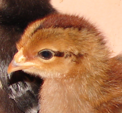 Welsummer - 1 week old